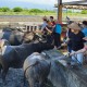 牛頭司耕牛小學堂