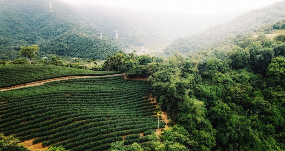 星源茶園 星源茶園
