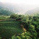 星源茶園 星源茶園