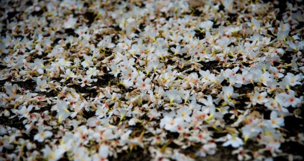 Yilan Tung Blossom Festival